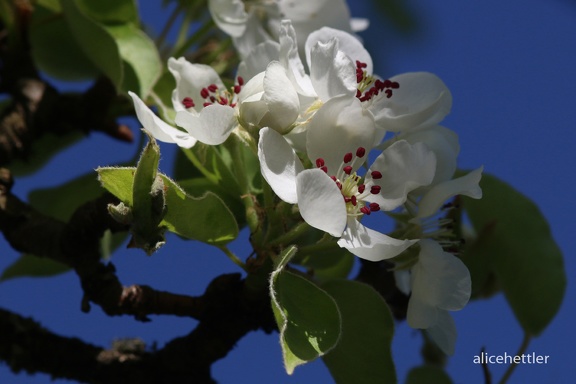 Kulturbirne (Pyrus communis)